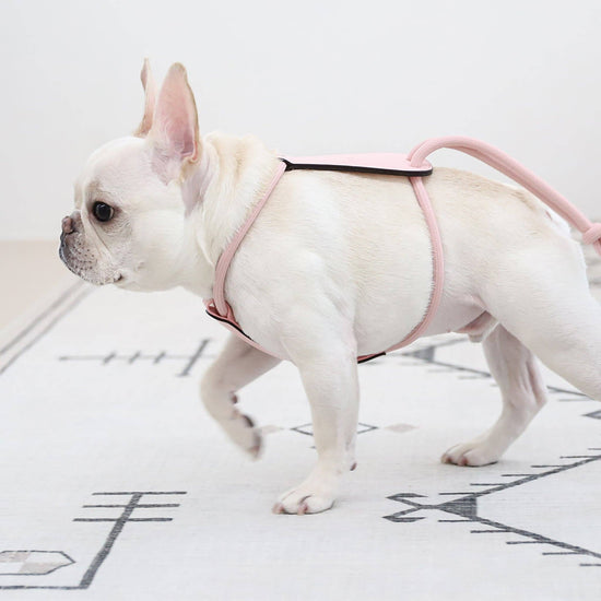 Hozi - Essential Harness - Pink Image