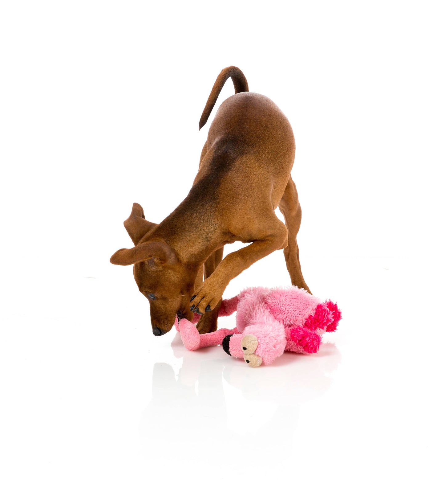 Load image into Gallery viewer, FuzzYard Dog Toy Little Flo the Flamingo Small  Image
