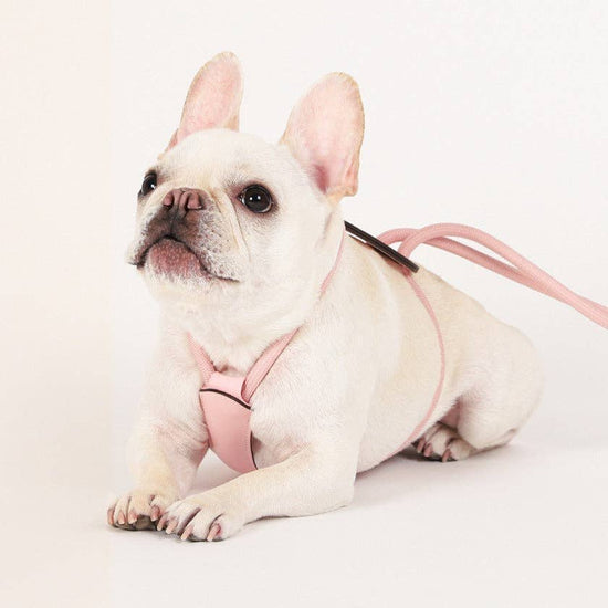 Hozi - Essential Harness - Pink Image