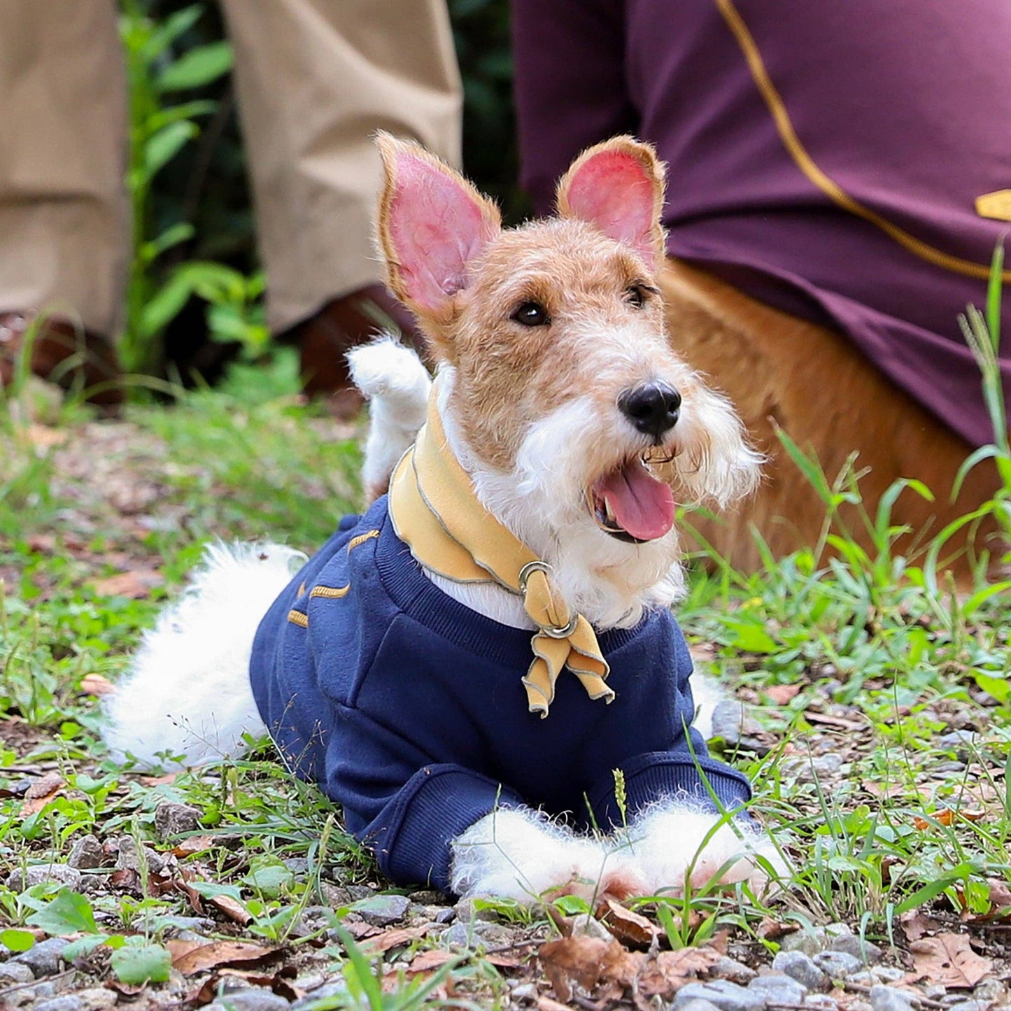 Hozi - Doggie Scarf : Mustard Image