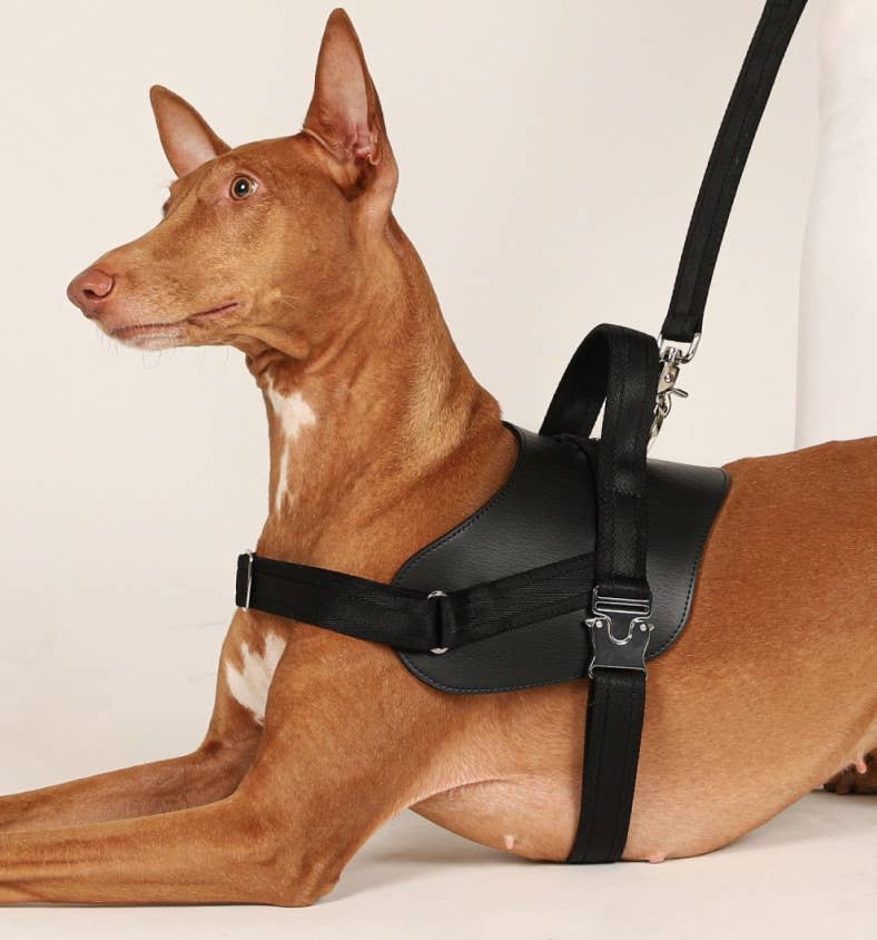 Hozi - Saddle Harness - Black Image
