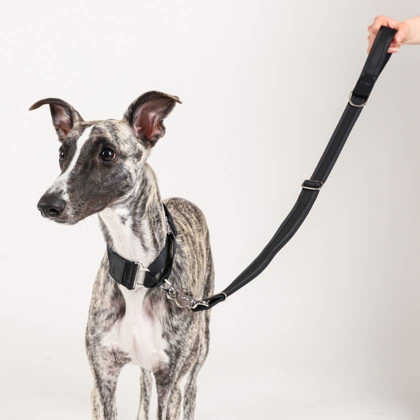 Hozi - Half Leash : Black Image