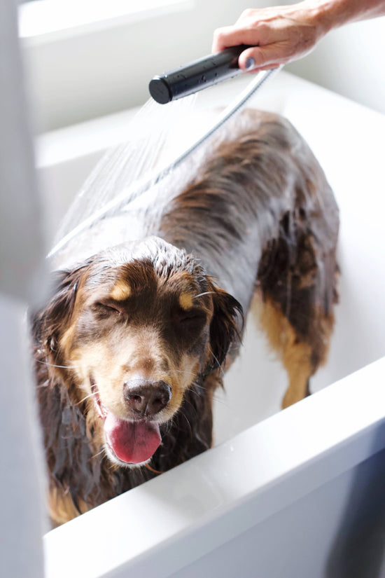 Pure + Good - Dog & Cat Shampoo: Lavender + Chamomile Image