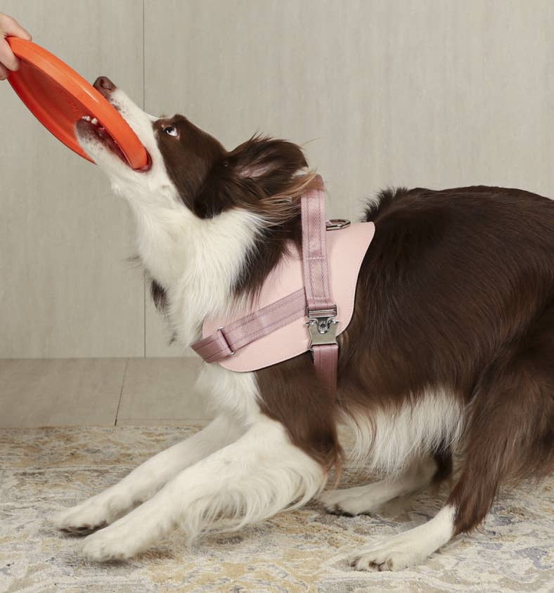 Hozi - Saddle Harness : Pink