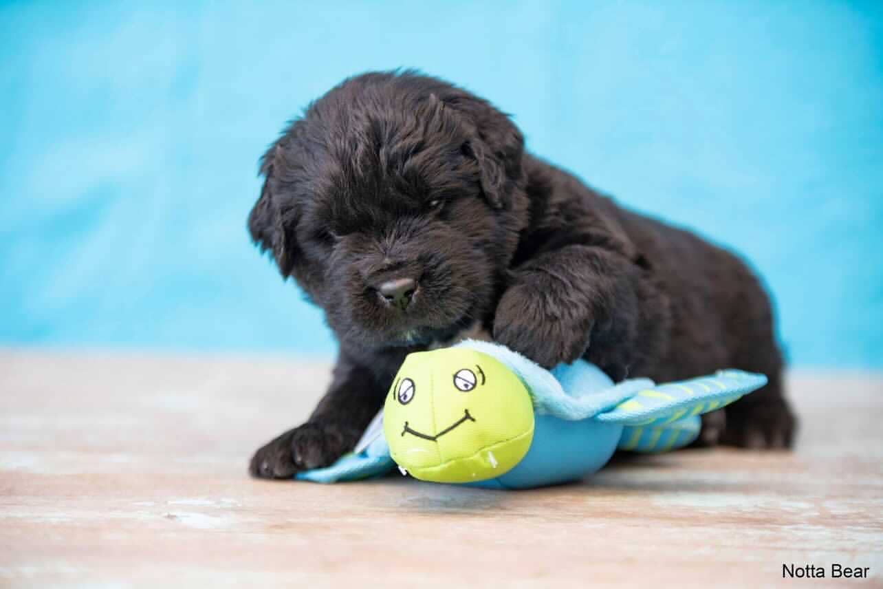 Spunky Pup - Clean Earth Recycled Plush Toys - 100% Sustainable