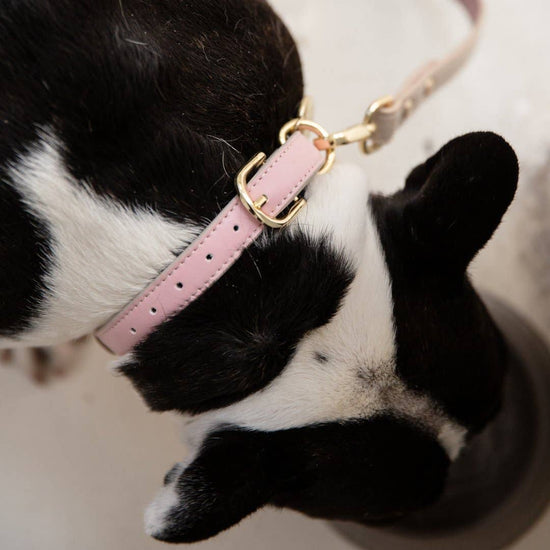 Nina Woof - Collar - Air Tag Enabled - Vegan Leather - Cupertino Image