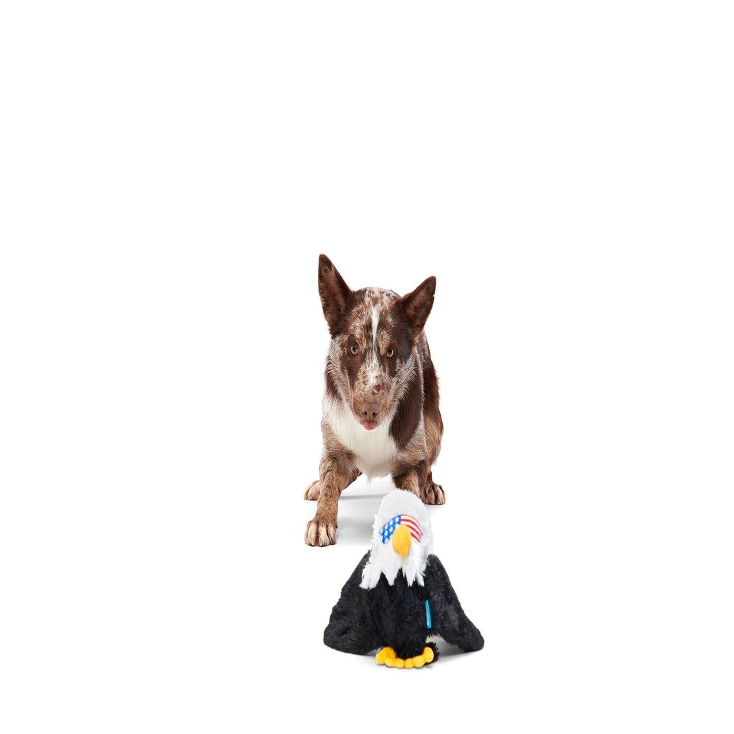Pet Palette Distribution - BARK Bold Eagle Fourth Of July American Plush Dog Toy Image