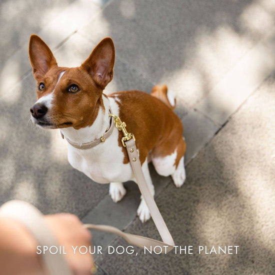 Nina Woof - Collar - Air Tag Enabled - Vegan Leather - Cupertino Image