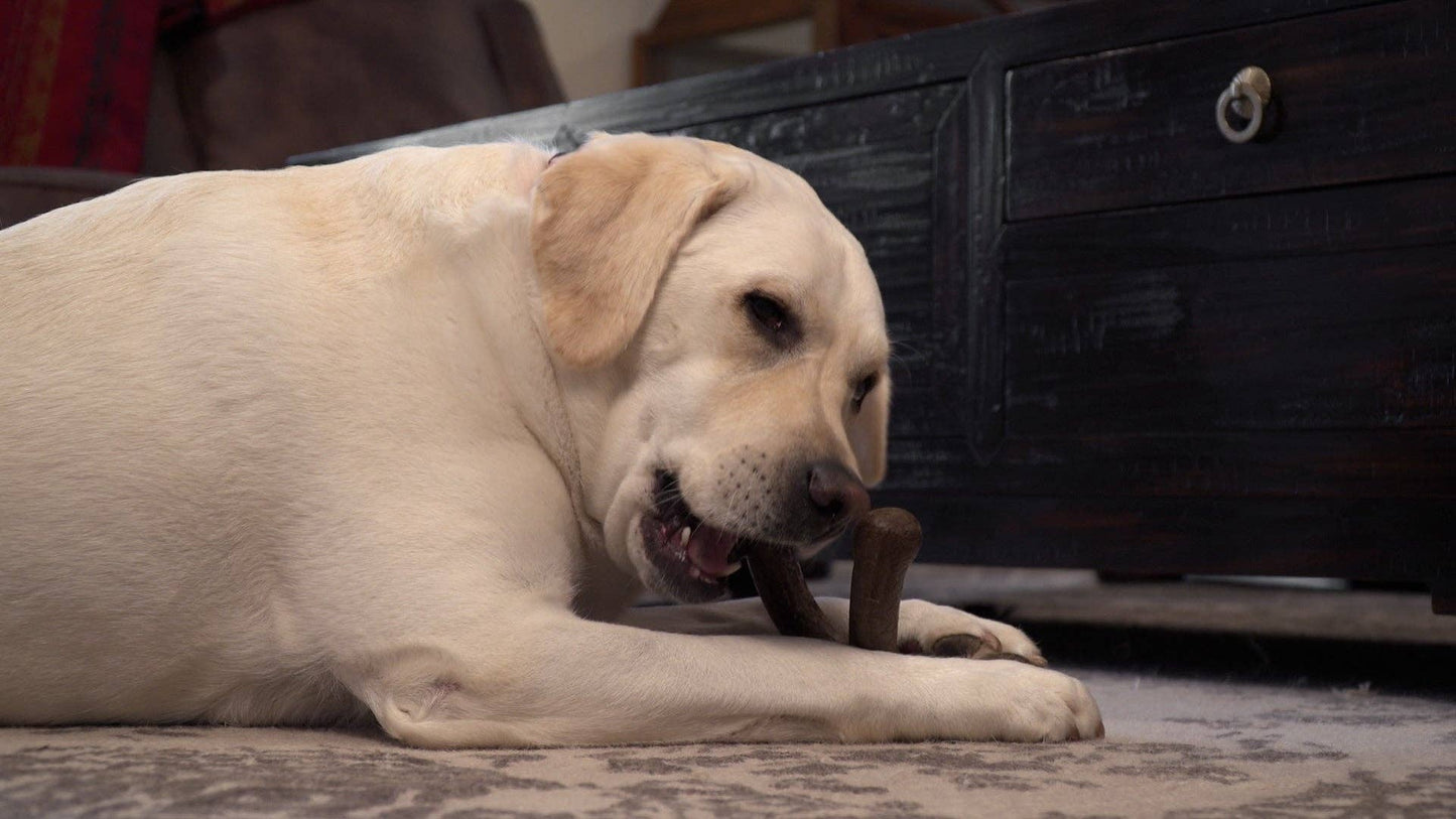 Caitec Inc - Hero Bonetics™ Femur Bone Dog Chew Toy Image