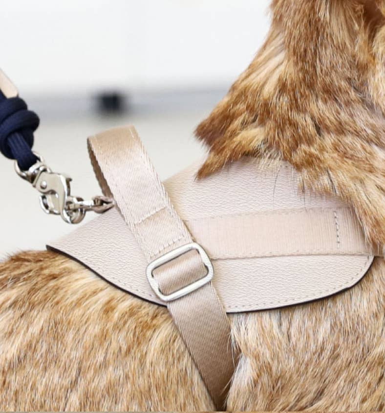 Hozi - Saddle Harness - Beige Image