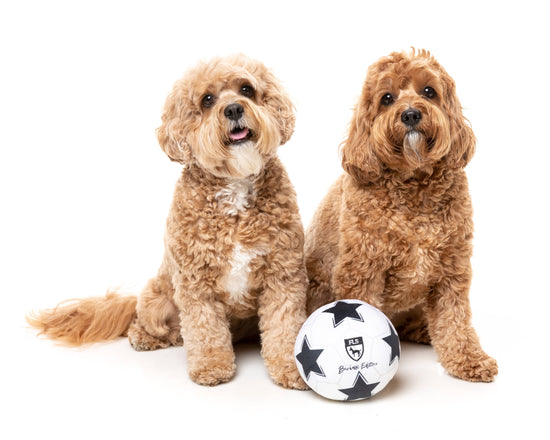 FuzzYard Soccer Ball Plush Dog Toy  Image