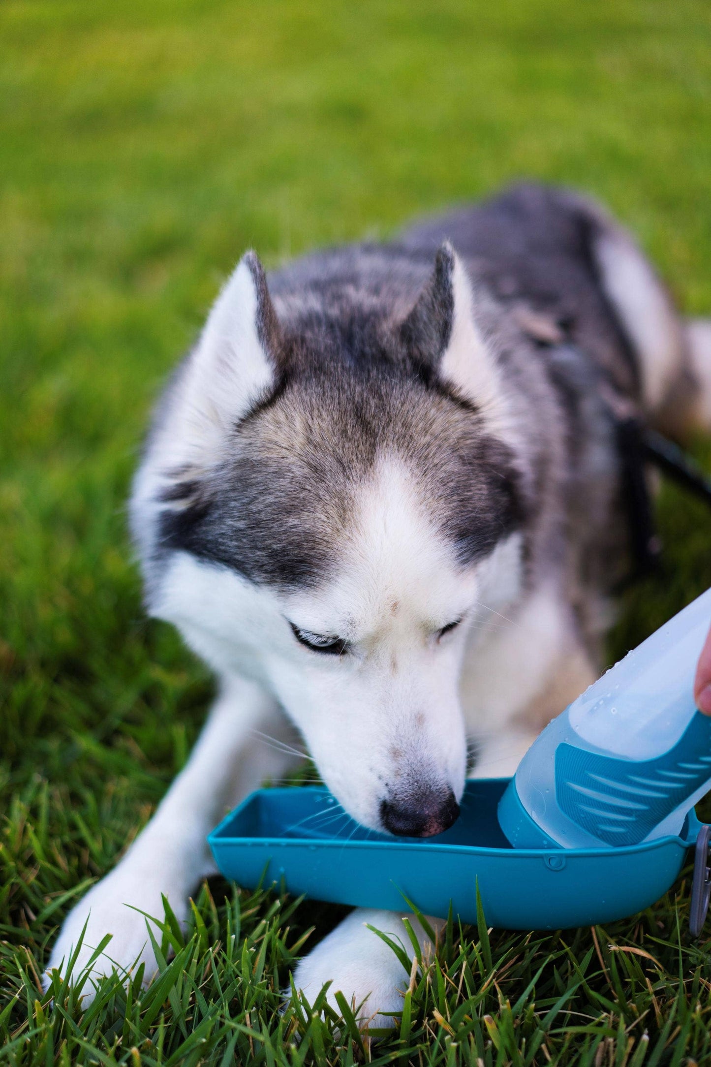 Messy Mutts Travel Water Bottle with Removable Bowl, 16oz Image