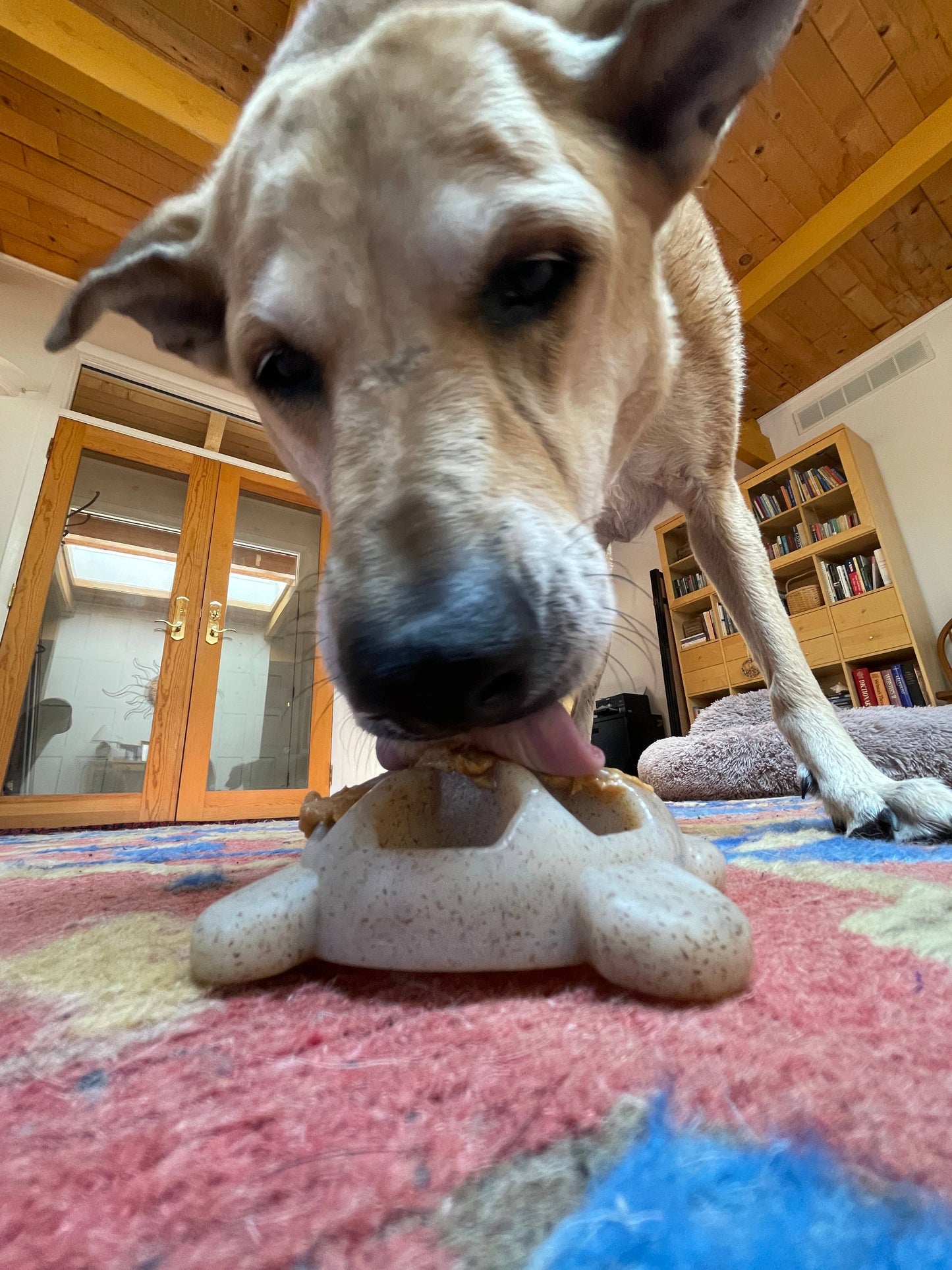 SodaPup Dog Toys - Turtle Durable Nylon Chew and Enrichment Toy Image