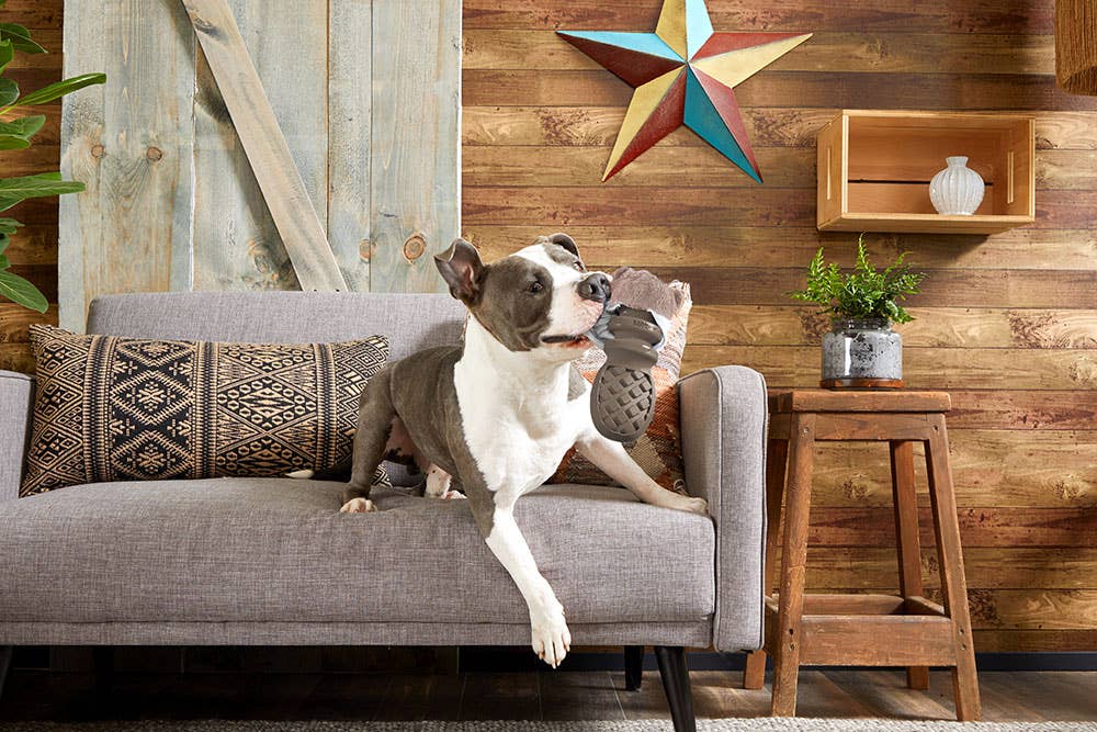 Pet Palette Distribution - BARK Buck Wild Image