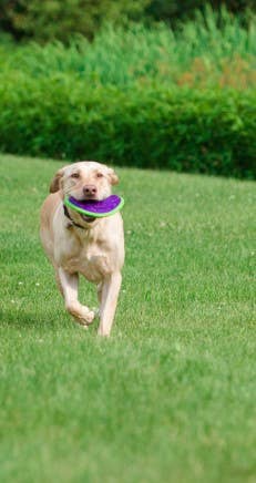 Caitec Inc - Outer Armor Large Boomerang Dog Toy – HERO Image