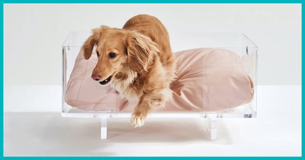 Premium Dog Beds Image