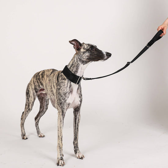 Hozi - Half Leash : Black Image