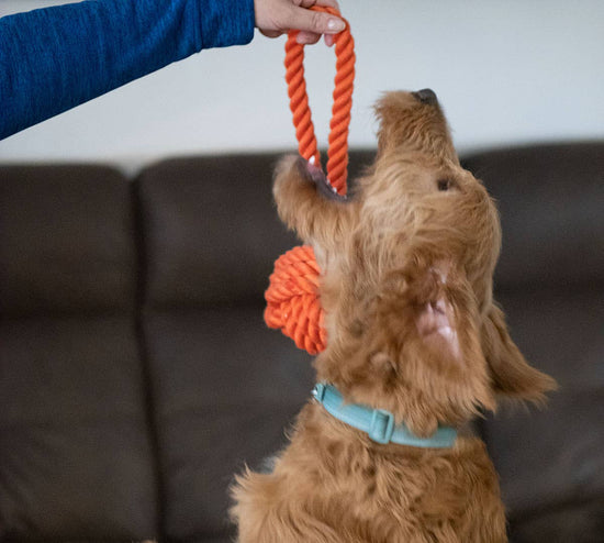 ThoozyPet Ball Tug Rope Dog Toy with Handle Orange 5" Image