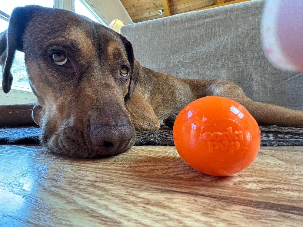 SodaPup Dog Toys - Squeak Ball Ultra Durable PUP-X Squeaking, Chewing, Floating & Retrieving Ball Image