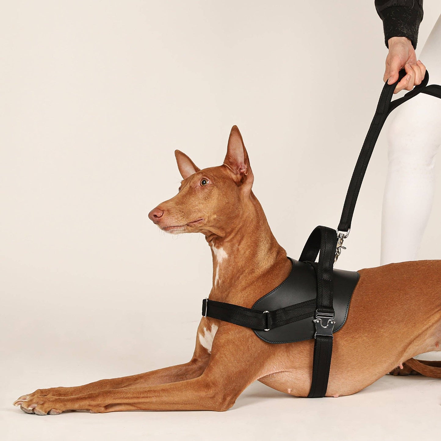 Hozi - Saddle Hands-free Leash : Pink Image