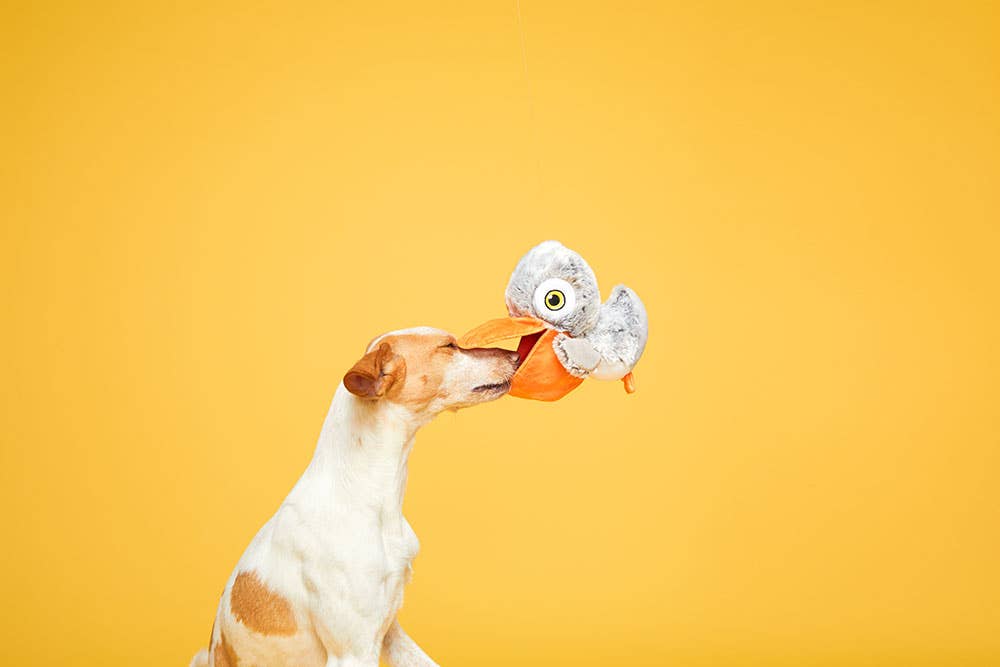 BARK Big Bill & Beak-A-Boo Fish Image