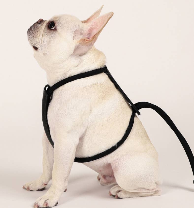 Hozi - [NEW] Essential Harness - Black Image