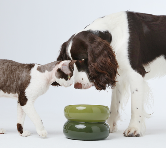 PEHOM - Soufflé Pet Bowl - Avocado Green Image