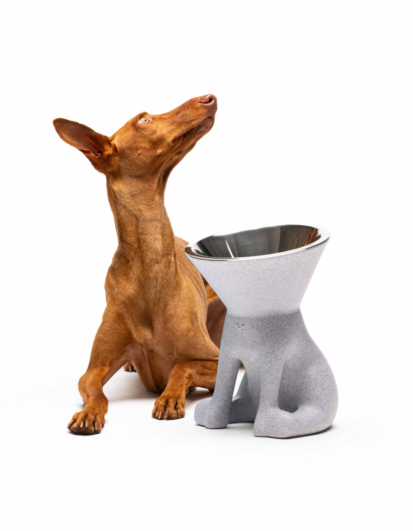 United Pets - Elizabeth: raised dog bowl