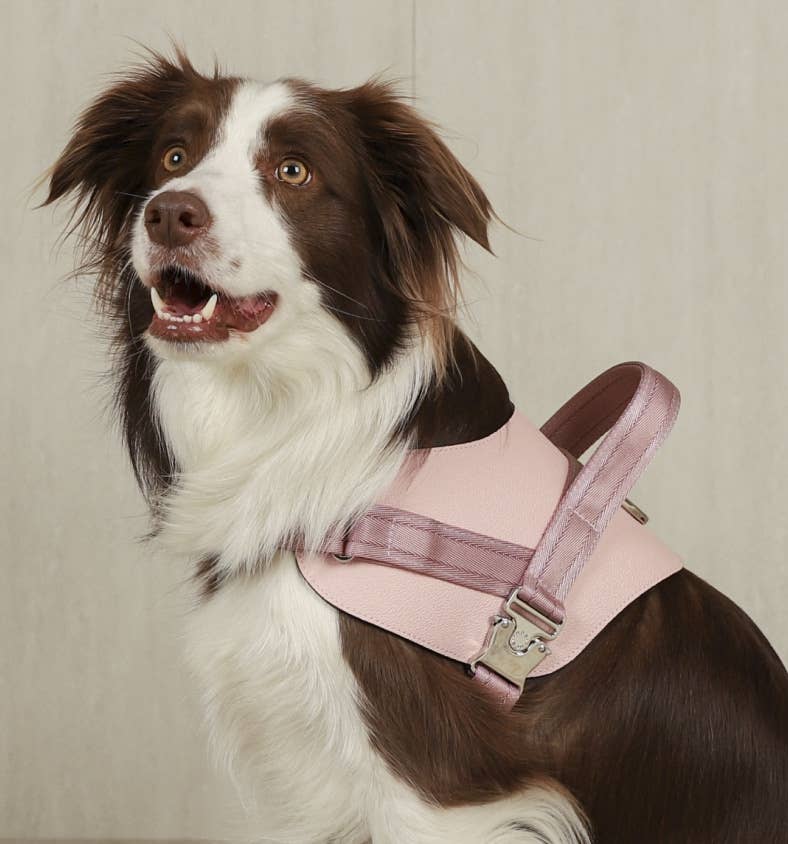 Hozi - Saddle Harness : Pink