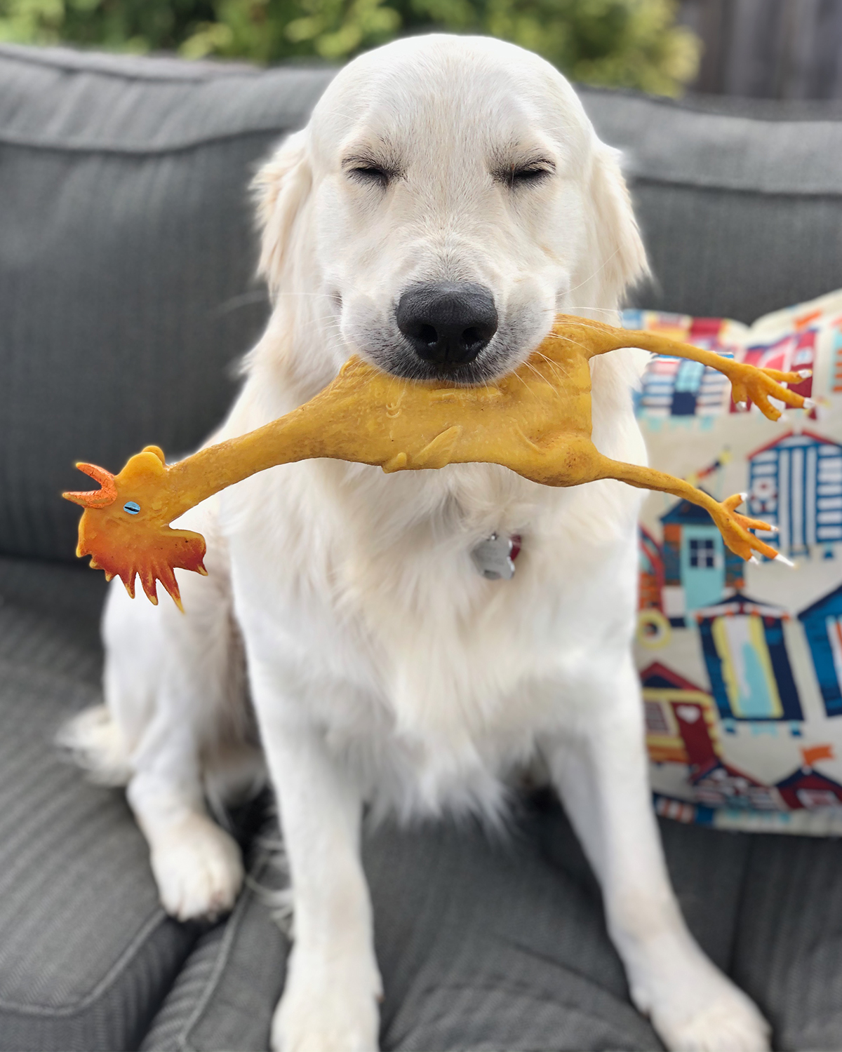 Squeaky Classic Rubber Chicken Dog Toy -  3 Sizes Large Image