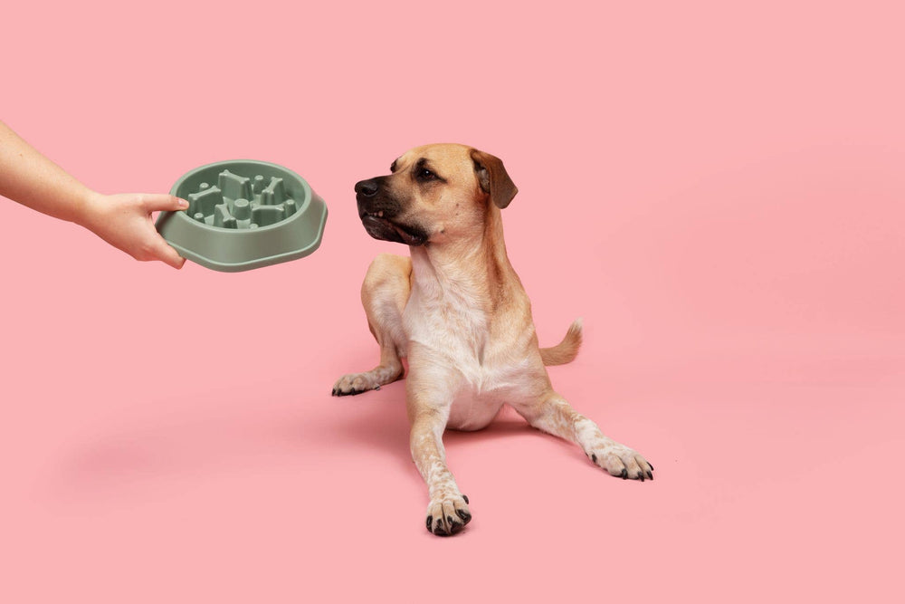 The modern pet company - Bone Design Slow Feeder Bowl  Image