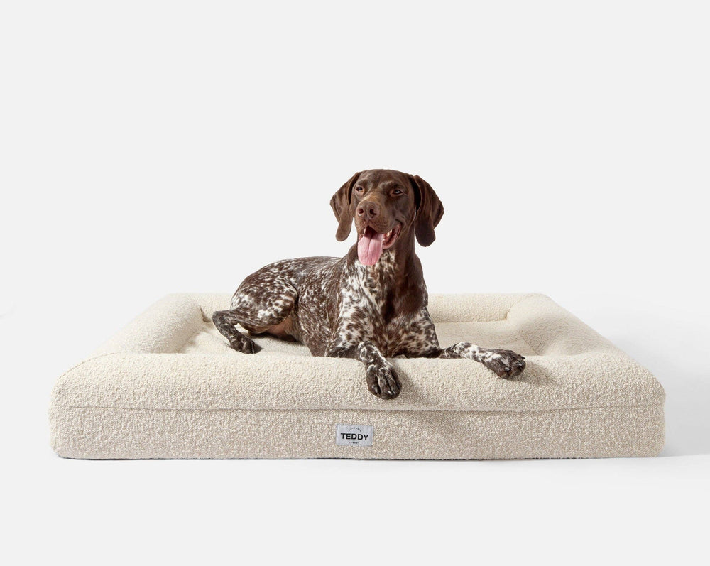
            
                Load image into Gallery viewer, TEDDY LONDON - LARGE BOUCLE DOG AND CAT BED  Image
            
        